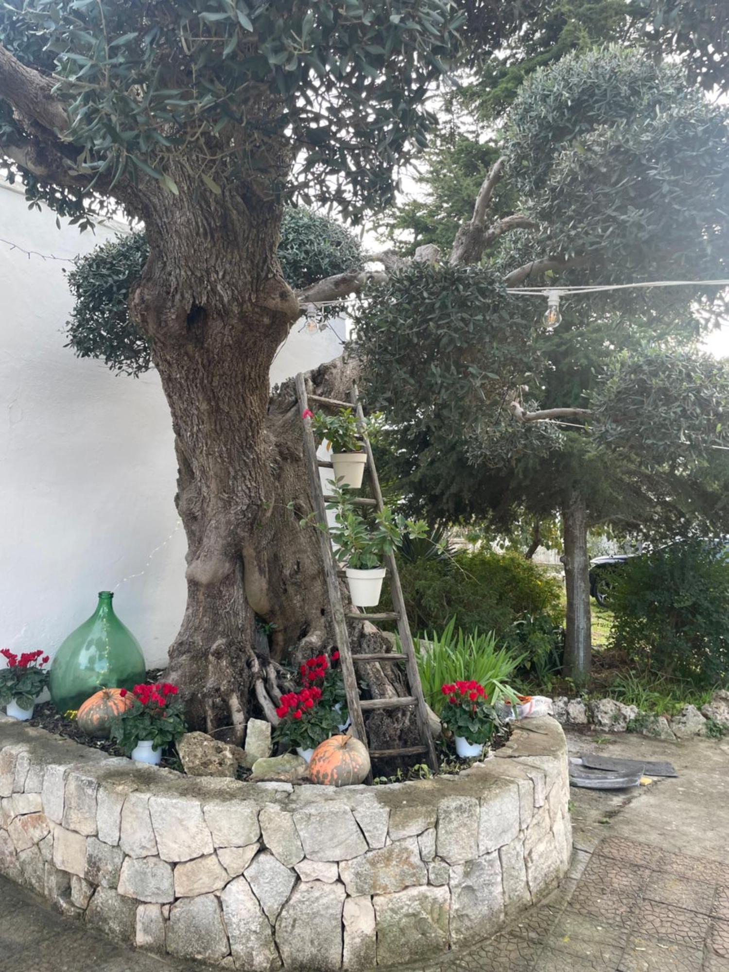 Il Trullo Di Nonno Licchio Villa Alberobello Kültér fotó
