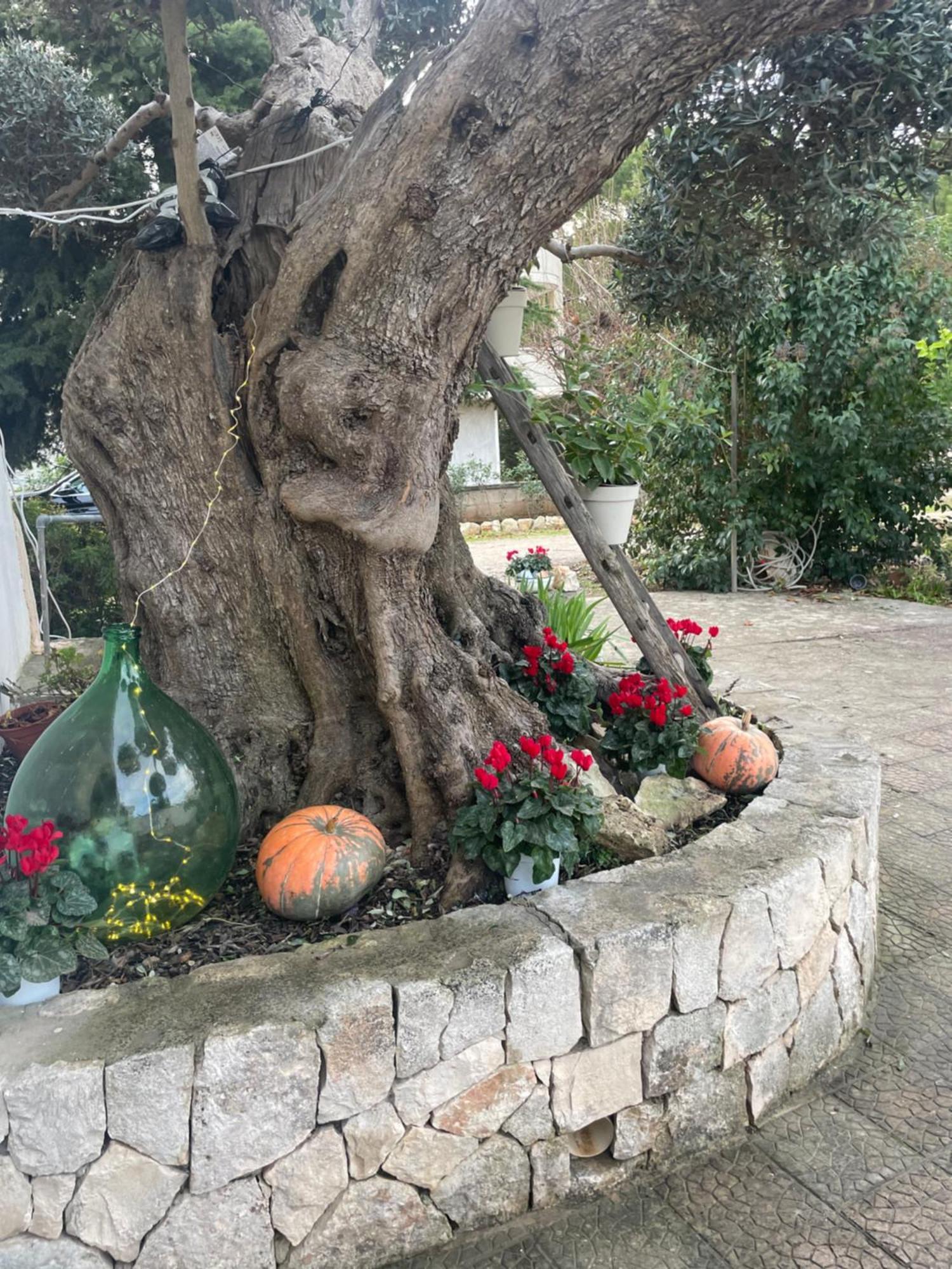 Il Trullo Di Nonno Licchio Villa Alberobello Kültér fotó